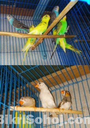 বাজরিকা এবং ফিন্স পাখি